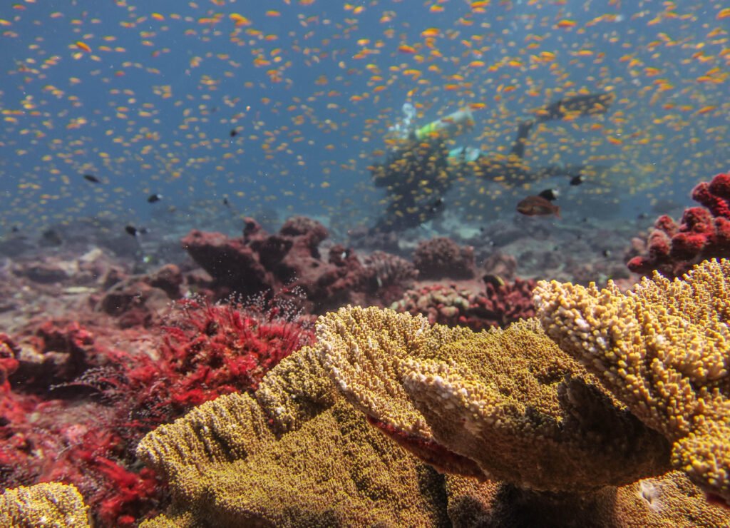 Navigating Climate Change 1 Diver conducts a survey to assess reef condition after 98% of corals bleached and died at Jarvis Island in 2015–2016.