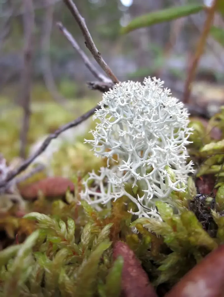Unlocking the Mysteries of Boreal Forest Fungi 1 Moss-and-Lichen